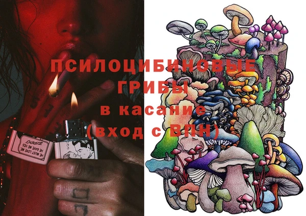 прущие грибы Аркадак